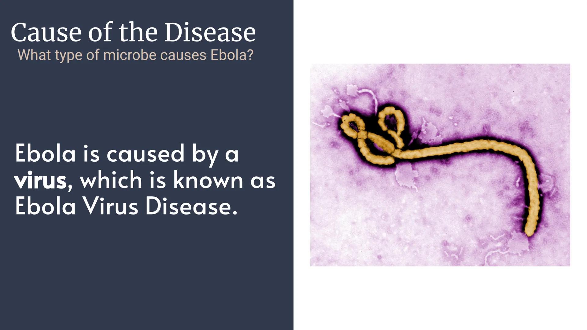# The Ebolavirus # General Information

What Ebola Is And When Ebola
Became Prominent # Cause of the Disease
What type of microbe causes Ebo
