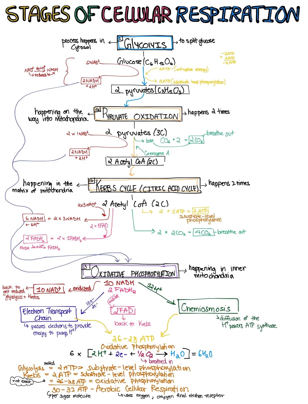 What Are the Stages of Cellular Respiration? - Easy Steps and Diagrams