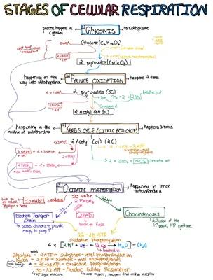 Know Stages of Cellular Respiration thumbnail