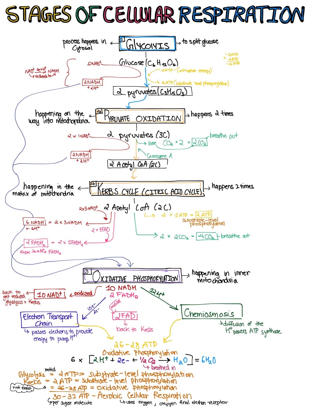 STAGES OF CEWULAR RESPIRATION
process happens in
Cytosol
GLYCOIY IS - to spit glucose
Glucose (C6H12O6)
+
NADT DE NAD
happening on the
way i