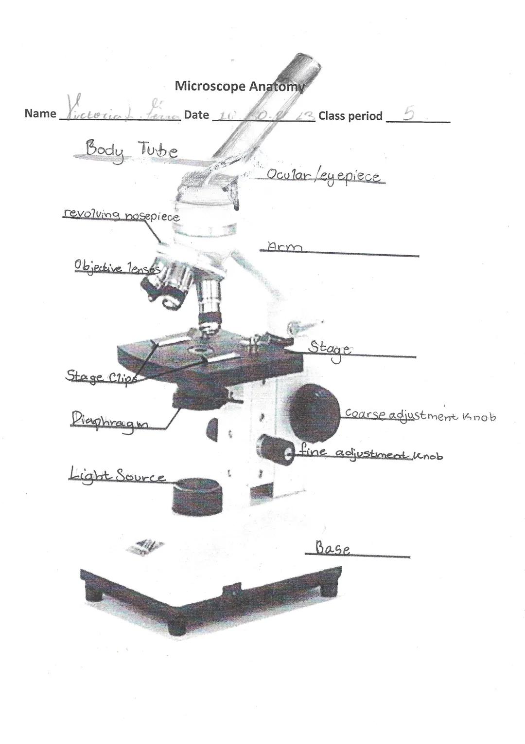 Microscope Anatomy (Compound Light Microscope)