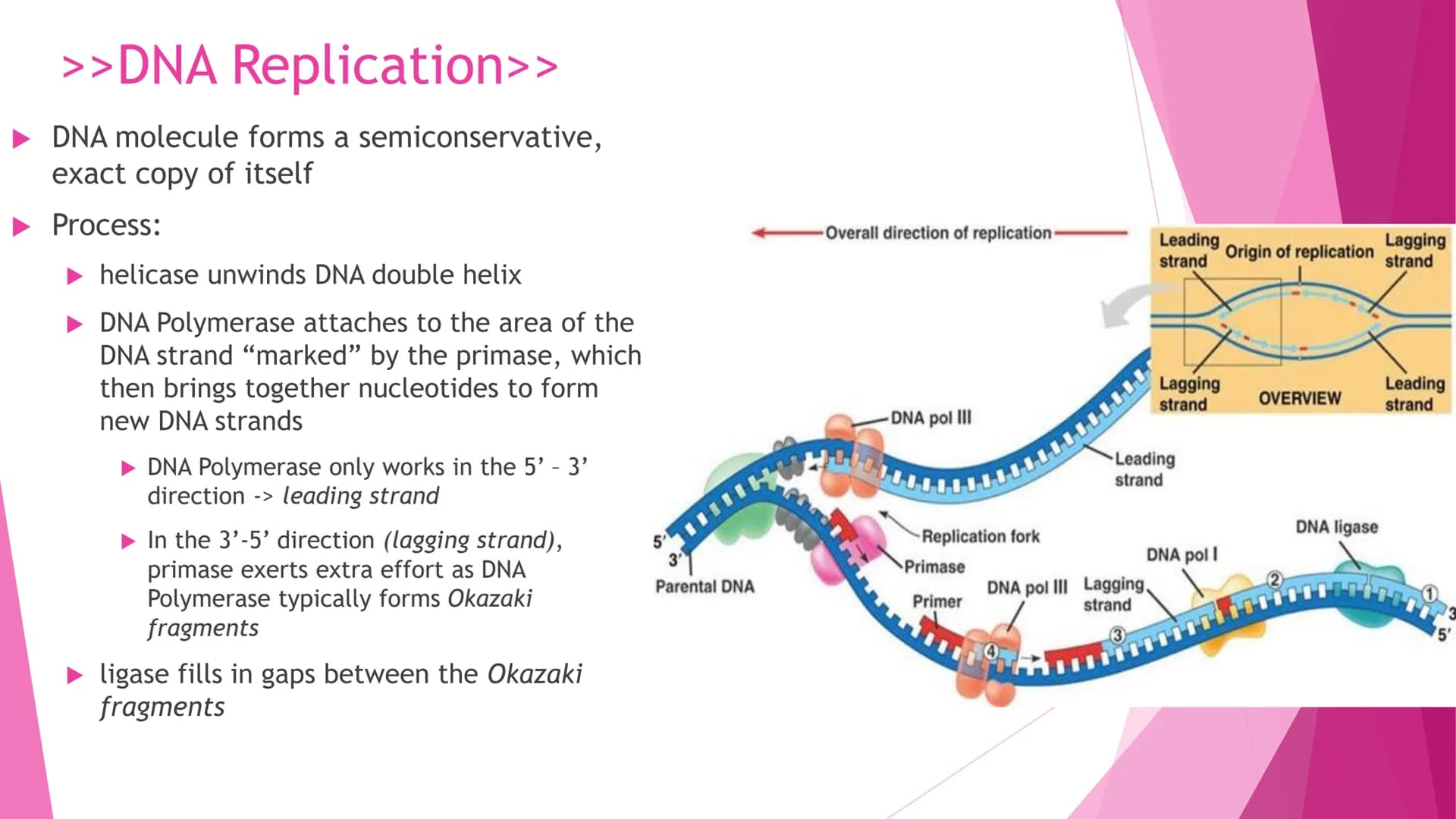 REPRODUCTION
Cell Division | Modes of Reproduction | Genetics & Heredity | Nature of Genes | DNA >>CELL DIVISION>>
Interphase - G1, S, G2
Mi