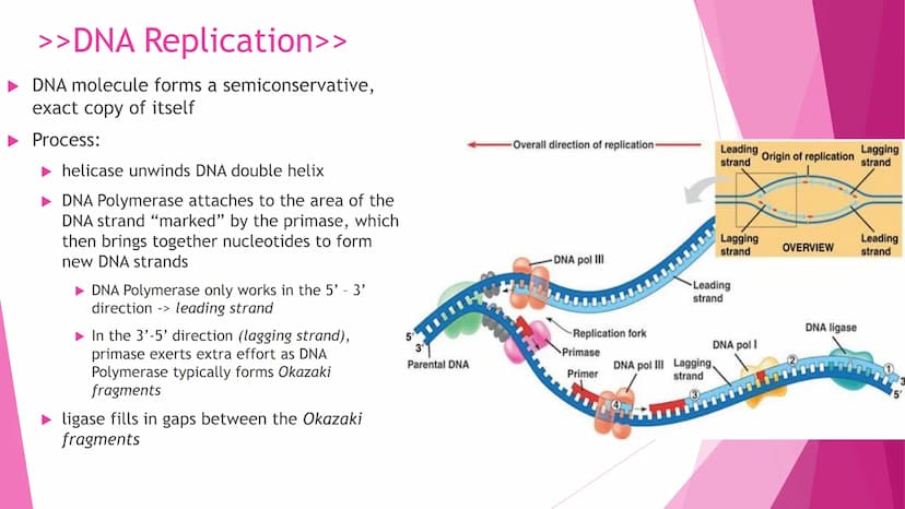 REPRODUCTION
Cell Division | Modes of Reproduction | Genetics & Heredity | Nature of Genes | DNA >>CELL DIVISION>>
Interphase - G1, S, G2
Mi