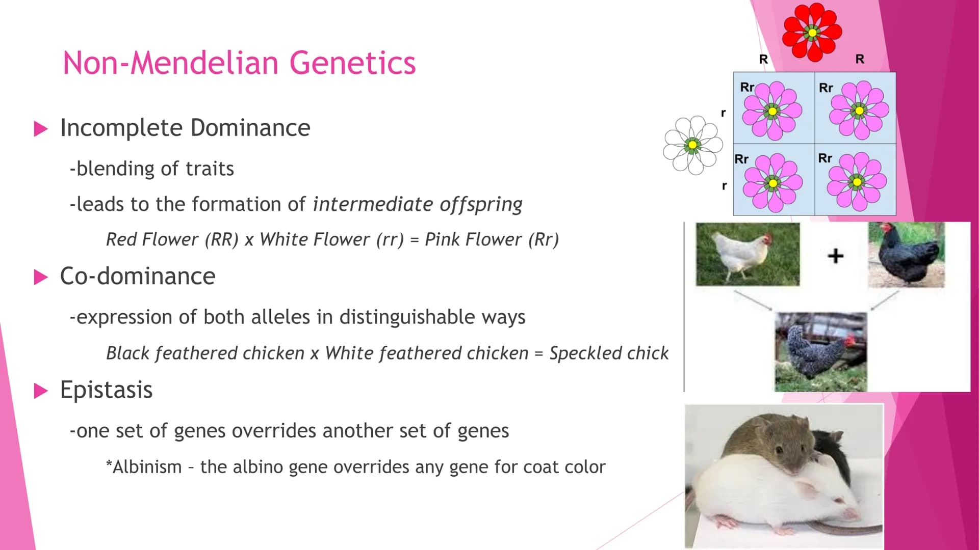 REPRODUCTION
Cell Division | Modes of Reproduction | Genetics & Heredity | Nature of Genes | DNA >>CELL DIVISION>>
Interphase - G1, S, G2
Mi