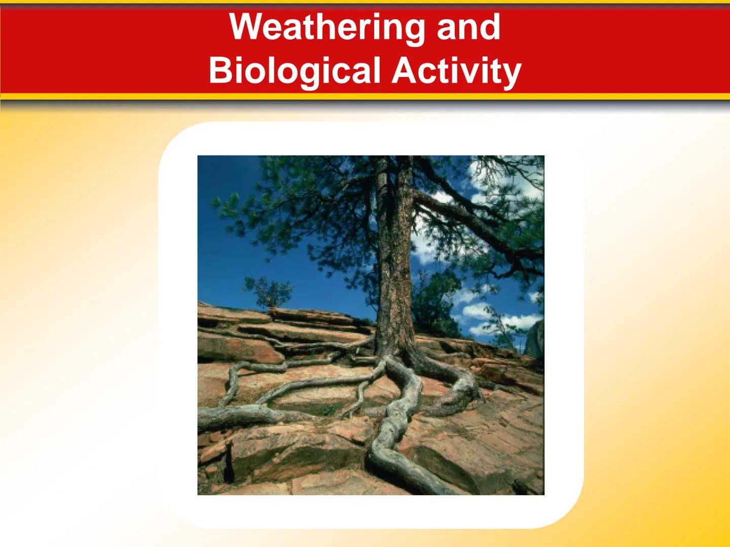 Chapter Weathering, Soil, and
Mass Movements
5 5.1 Weathering
Mechanical Weathering
Mechanical weathering occurs when
physical forces break 