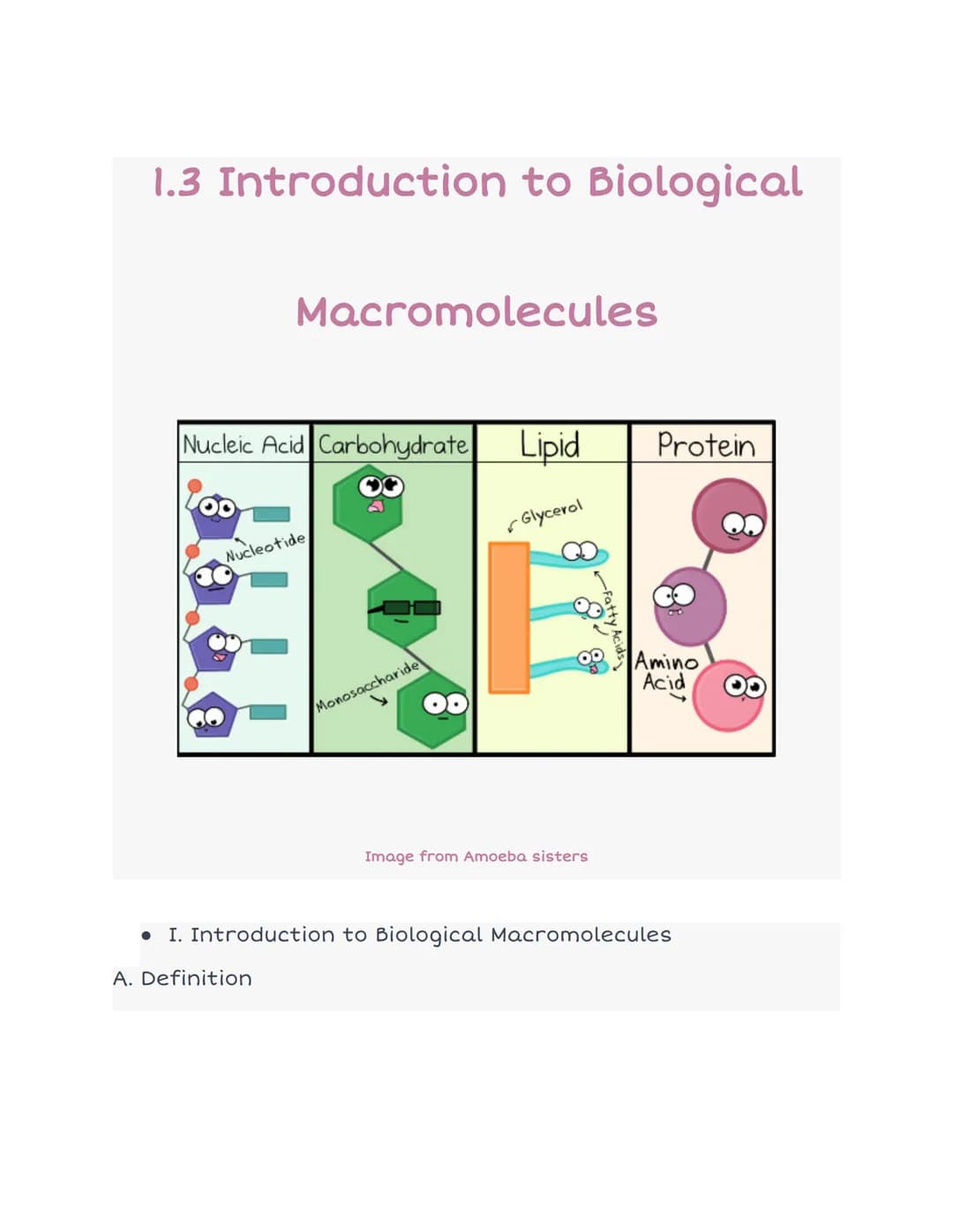 1.3 Introduction to Biological
Macromolecules
Nucleic Acid Carbohydrate Lipid
Nucleotide
Monosaccharide
Glycerol
Image from Amoeba sisters
P