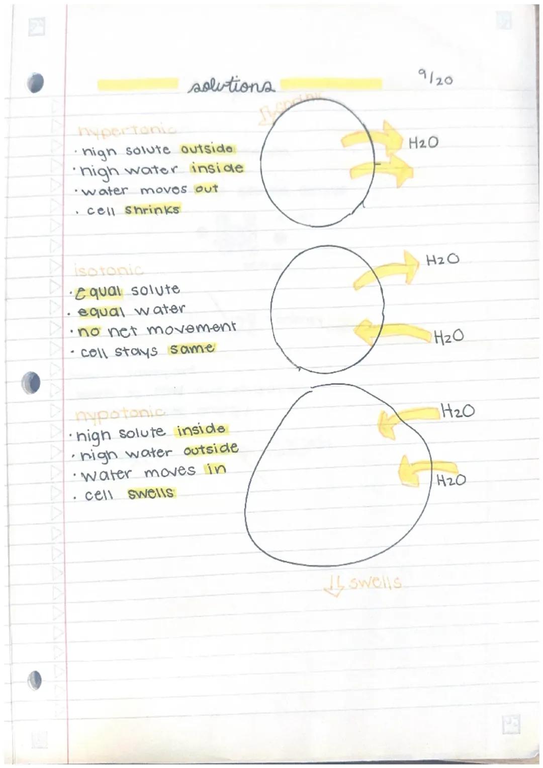 Why Cells Shrink, Swell, or Stay the Same: A Kid's Guide to Solutions