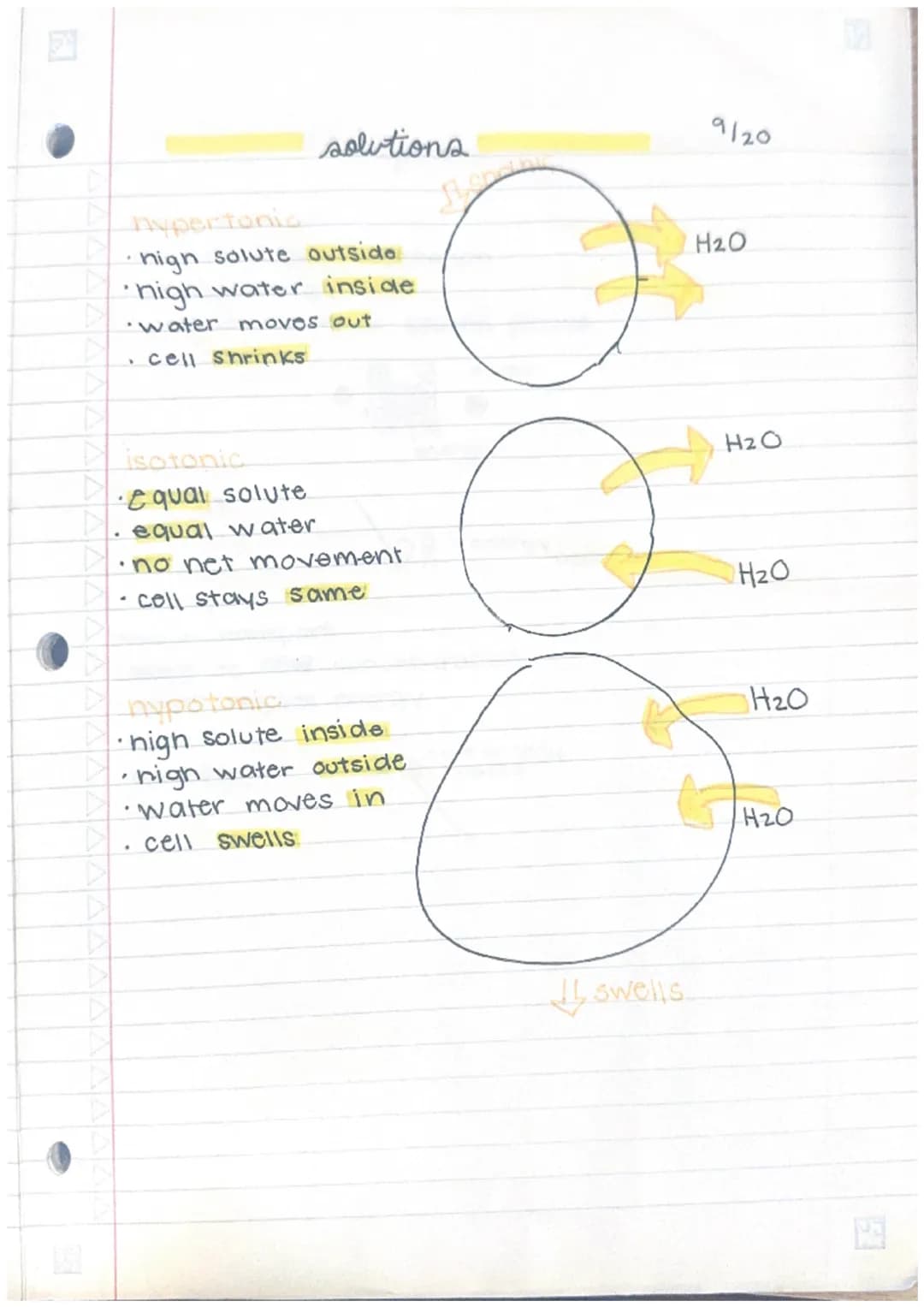 hypertonic
• high solute outside
high water inside
•water moves out
• cell shrinks
isotonic
•equal solute
equal water
solutions
•no net move