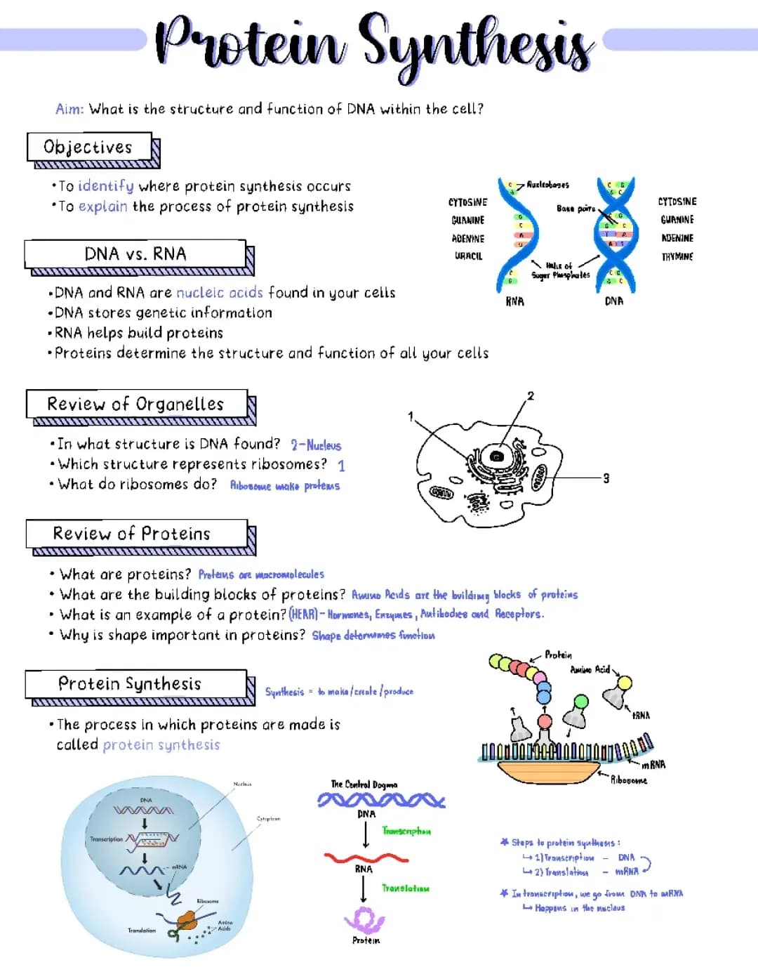 Easy Steps of Protein Synthesis and Fun Diagrams for Kids