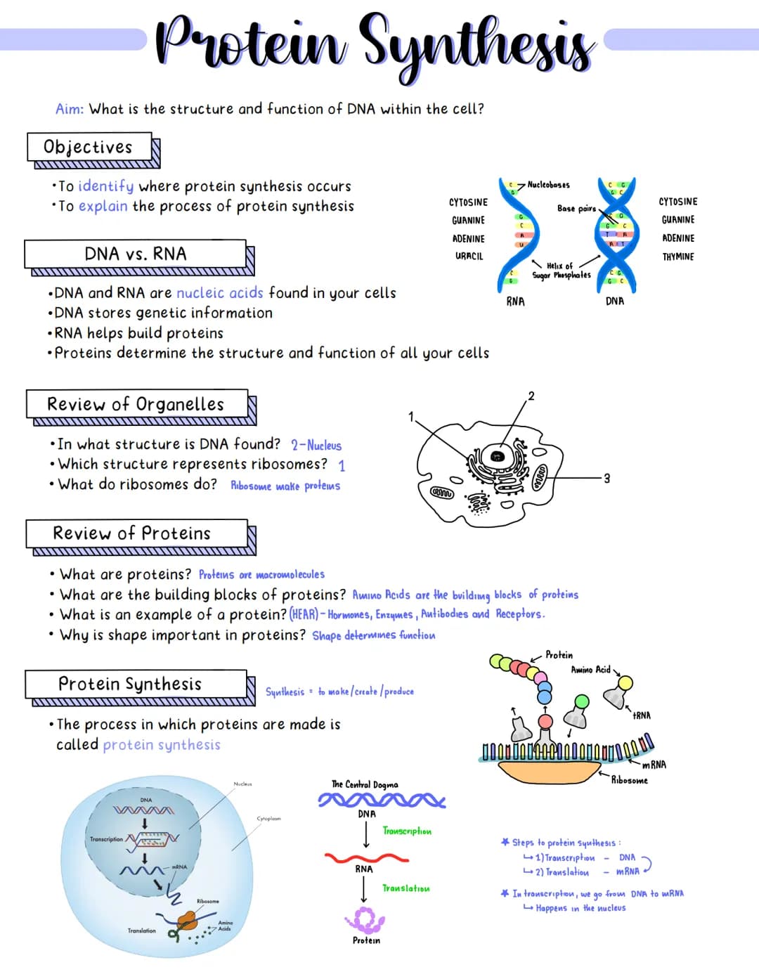 Protein Synthesis
Aim: What is the structure and function of DNA within the cell?
Objectives
• To identify where protein synthesis occurs
• 