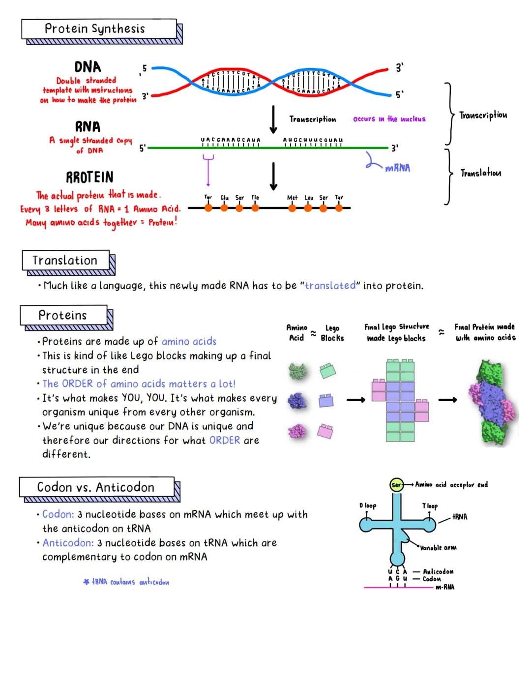 Easy Steps of Protein Synthesis and Fun Diagrams for Kids