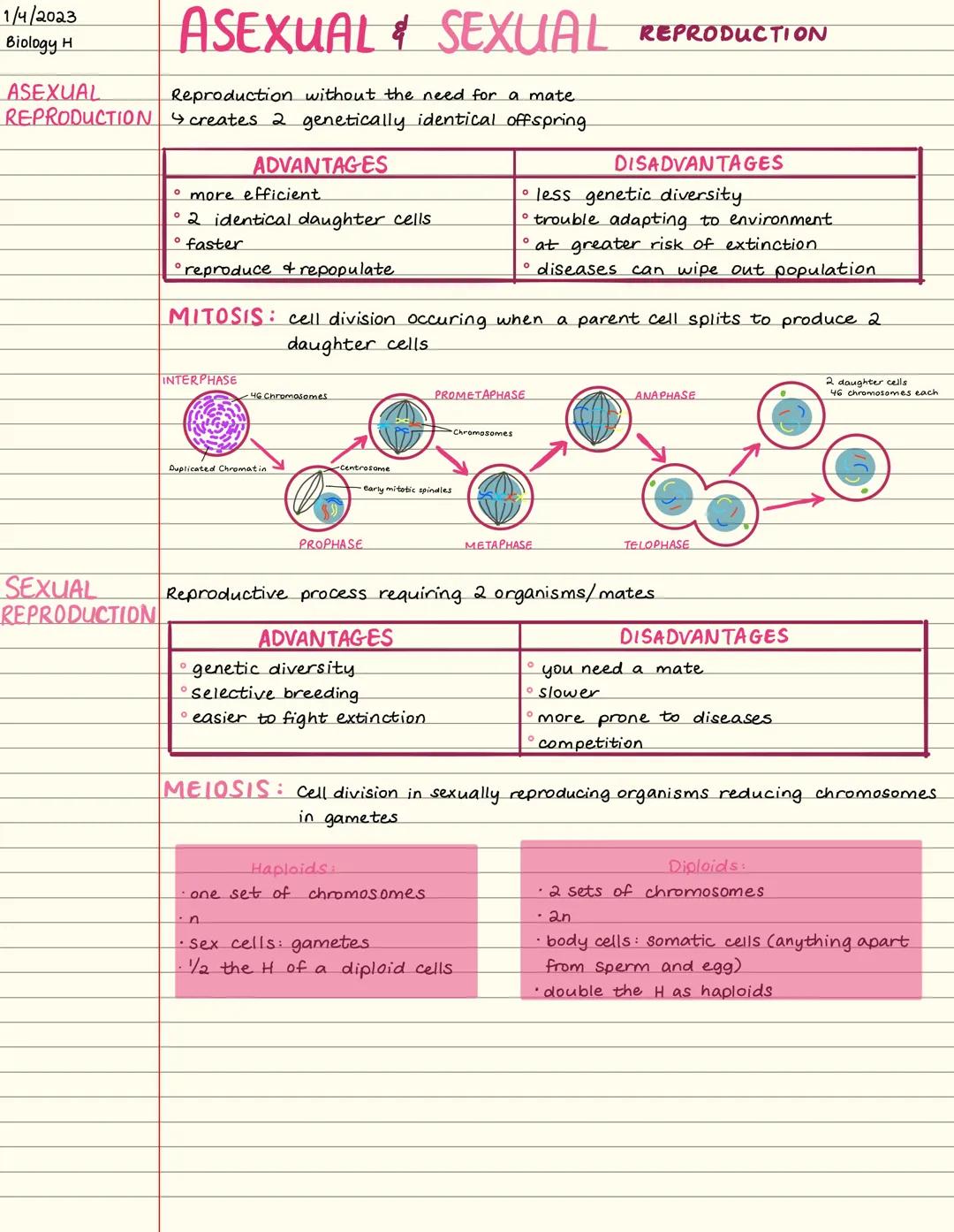 ASEXUAL & SEXUAL
ASEXUAL
Reproduction without the need for a mate.
REPRODUCTION creates 2 genetically identical offspring
1/4/2023
Biology H