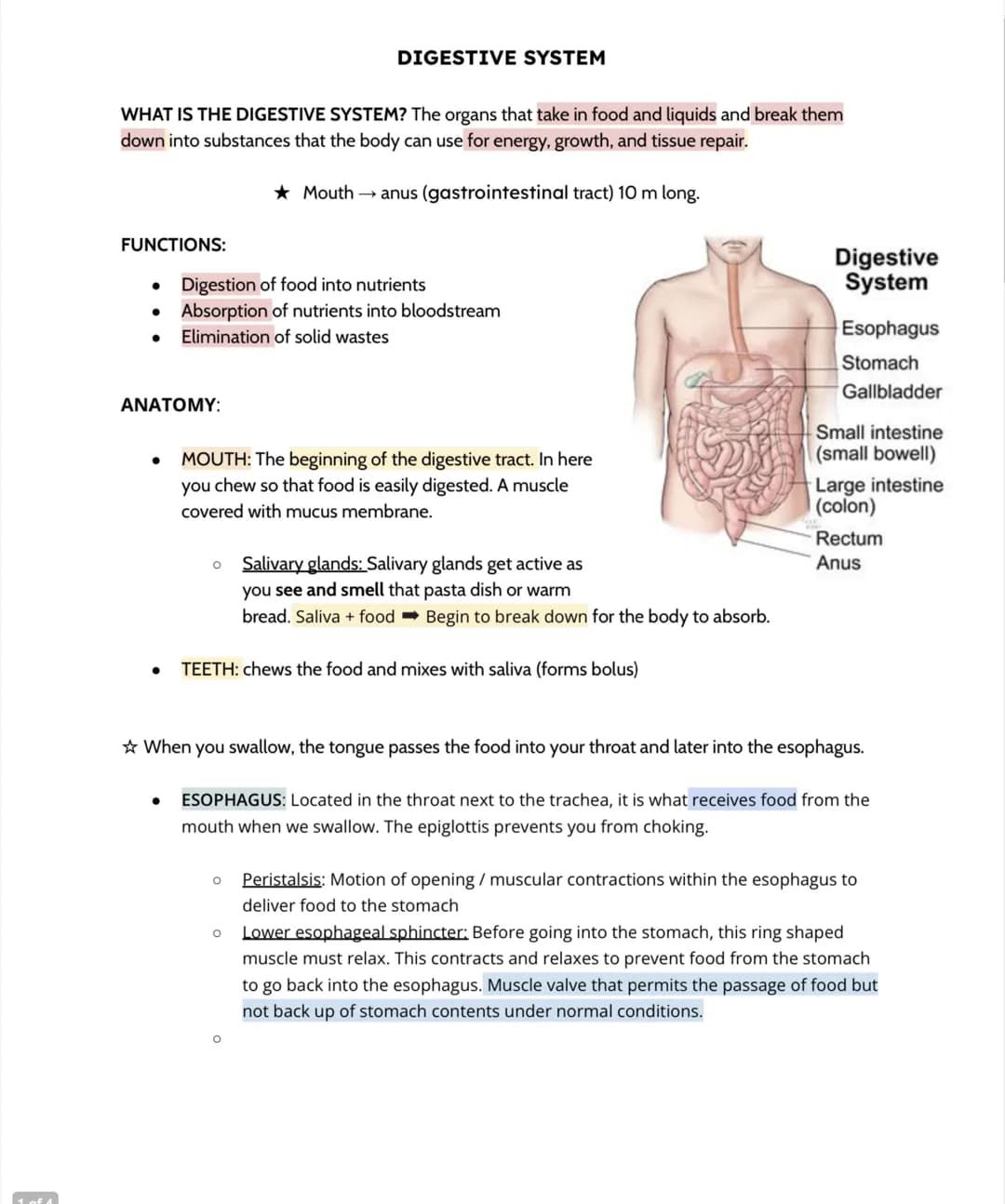 digestive system 
