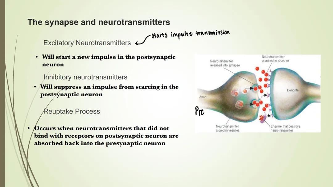 Neurotransmitters 