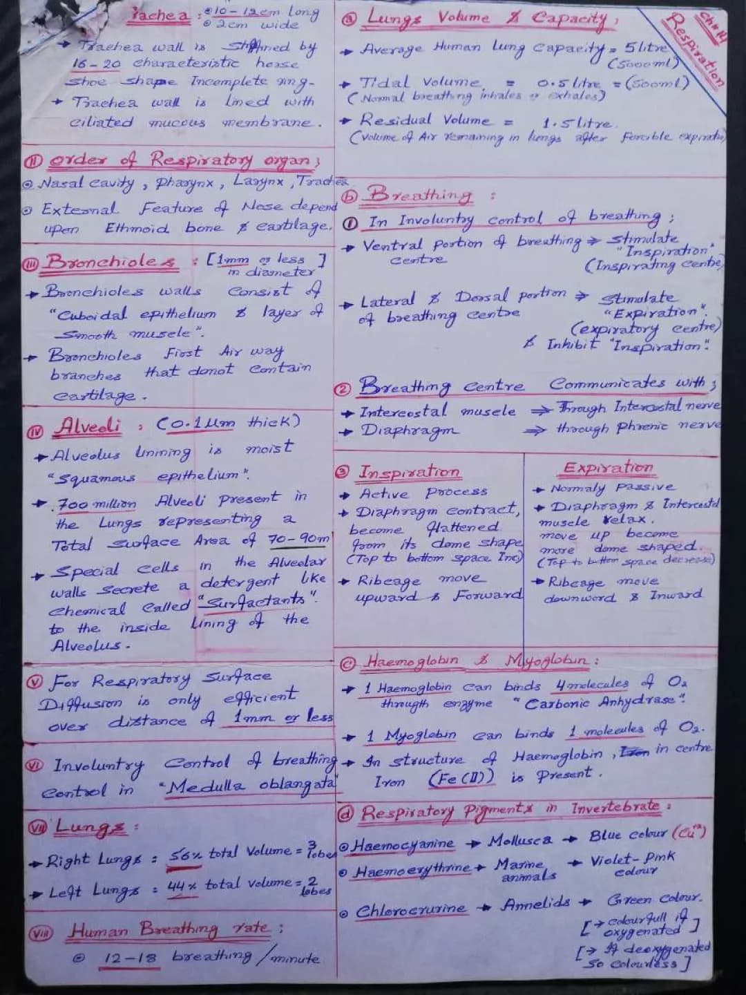 Fun Review Notes on the Human Respiratory System: Diagrams, Parts, and How Oxygen Moves!
