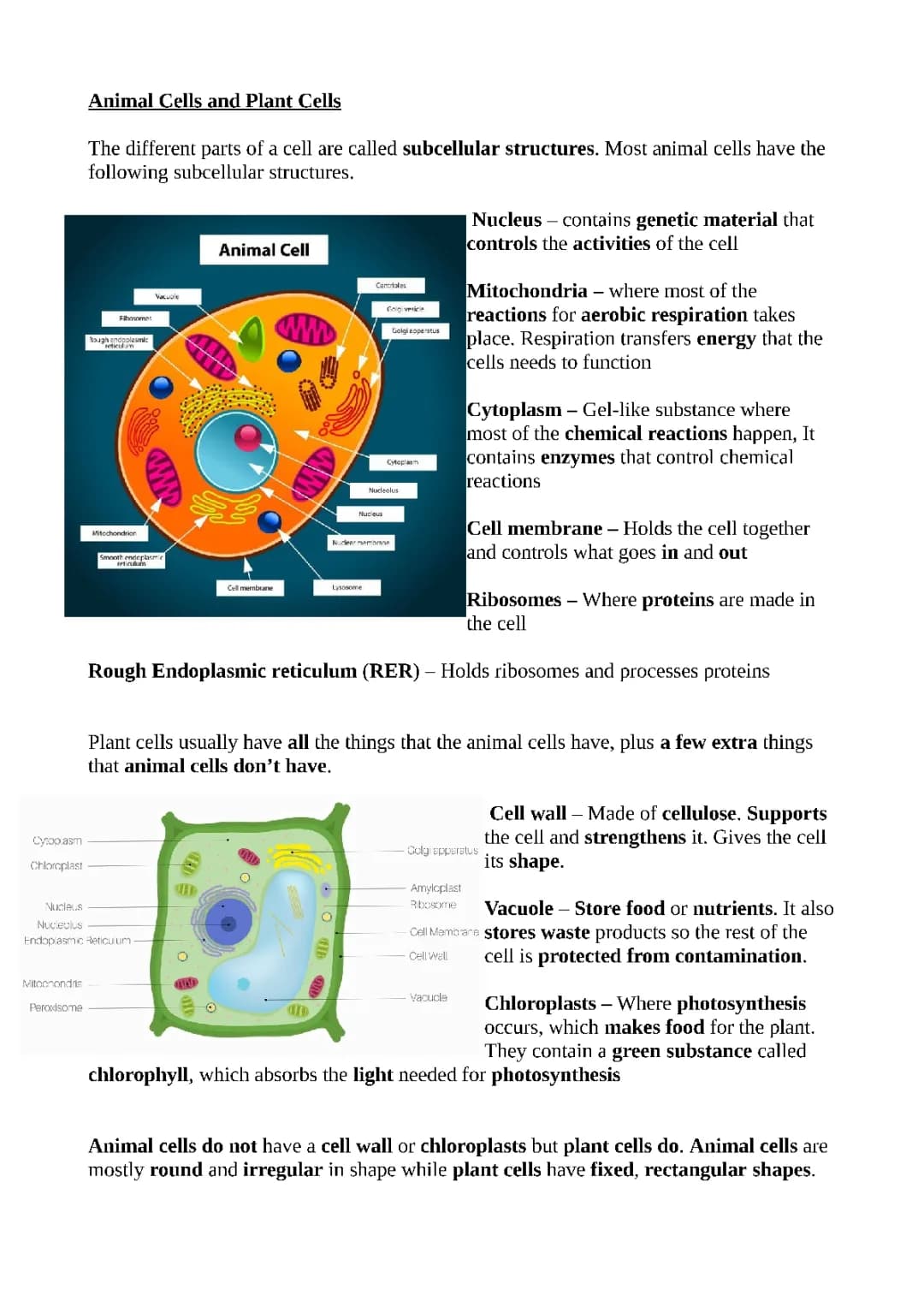 Animal Cells and Plant Cells