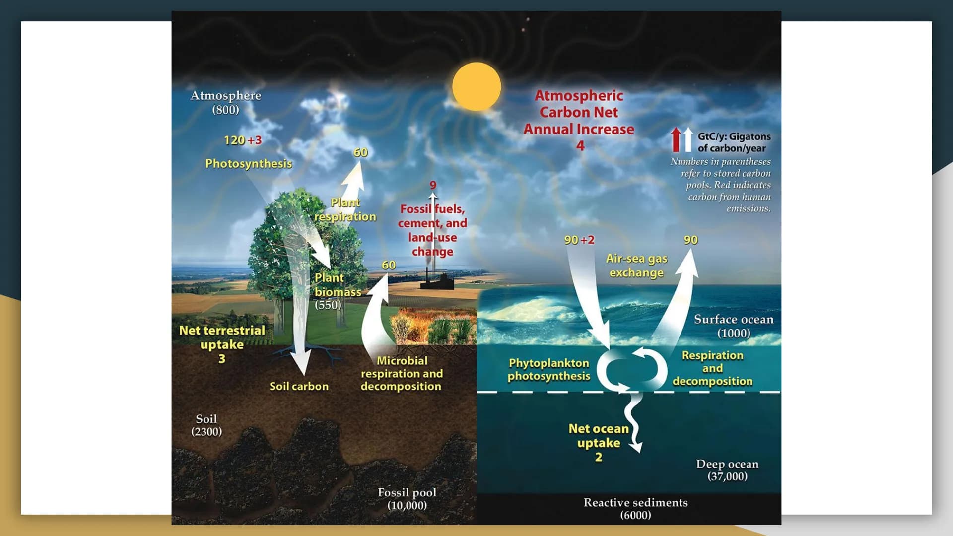 
<p>Human impact on biodiversity is a significant concern due to the various ways in which humans depend on Earth's biodiversity, such as fo