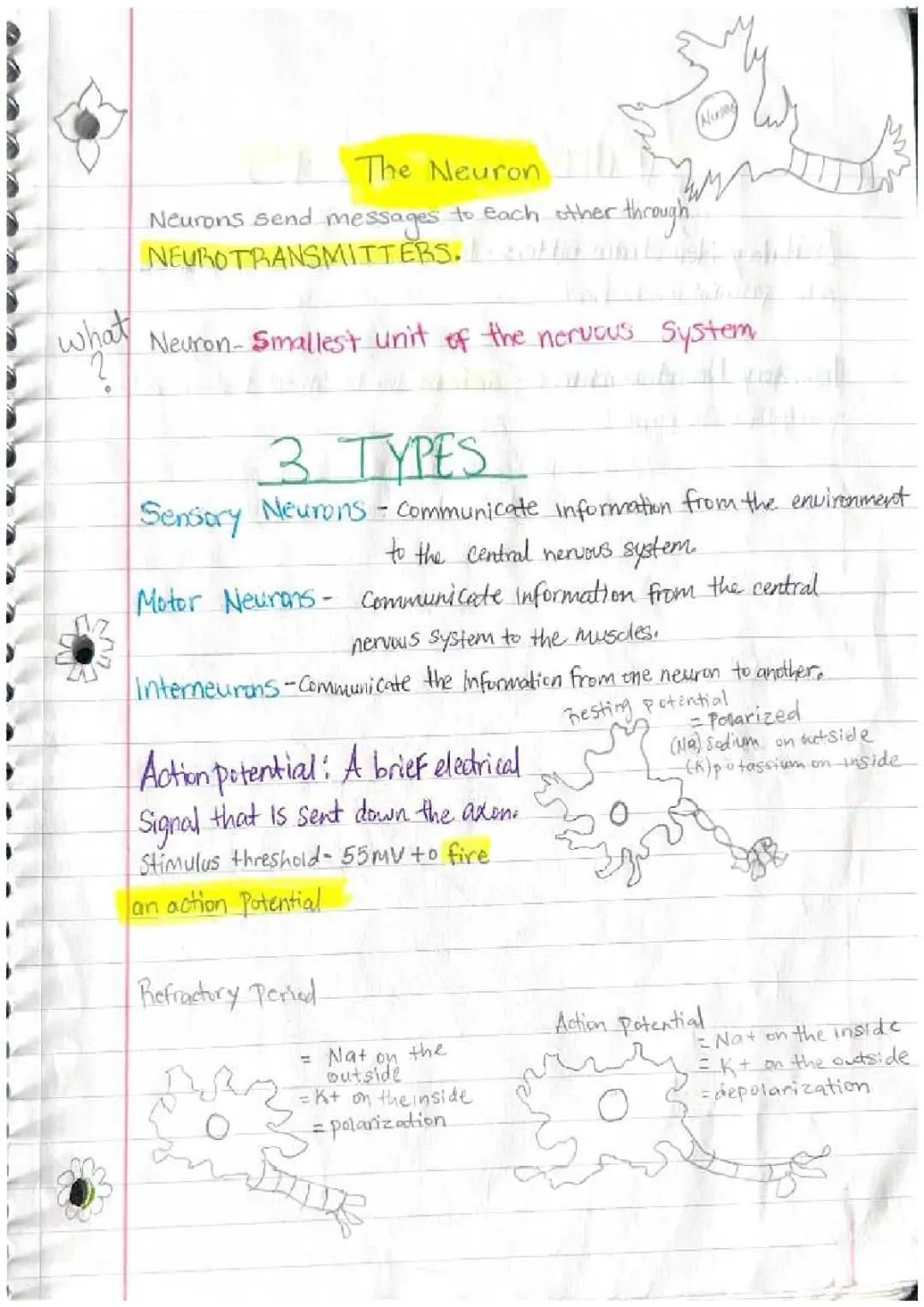 AP Psych Unit Notes: Nervous System & Research Methods