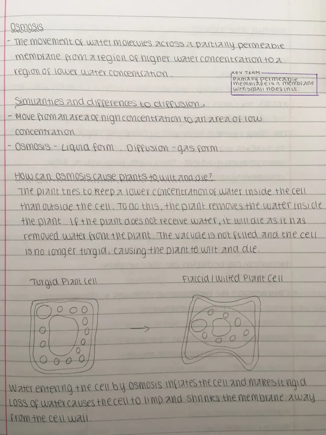What is Osmosis: Easy Guide with Plant Cell Diagrams and Cool Facts