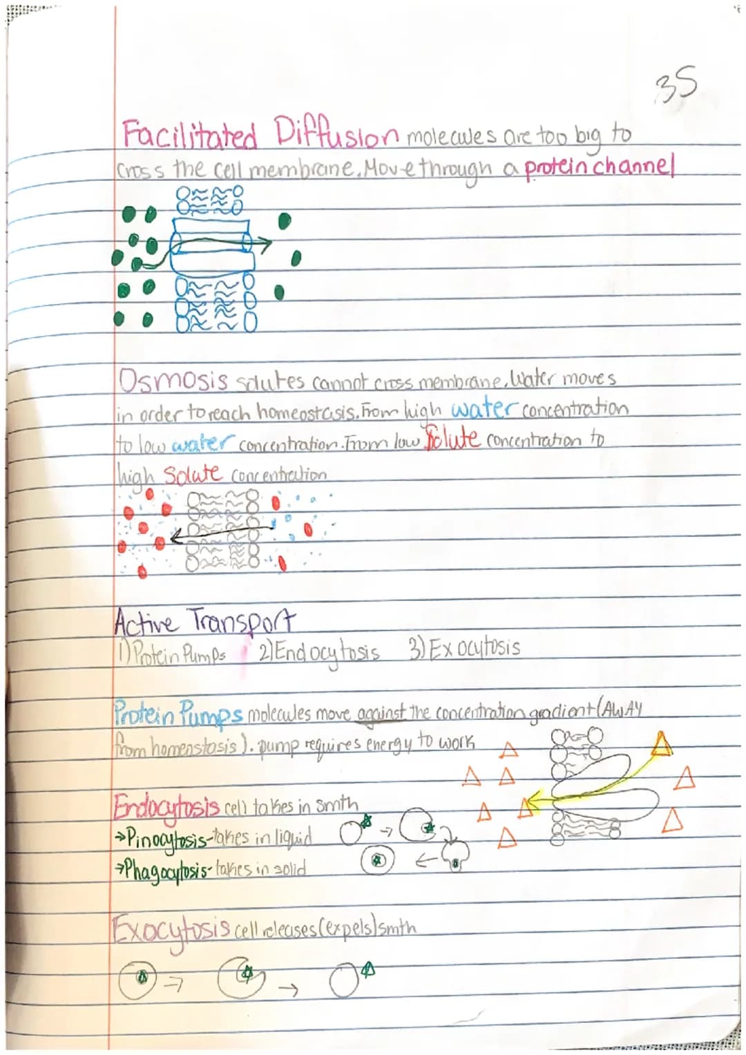 
<h2 id="advancedcelltransportedpuzzle">Advanced Cell Transport Edpuzzle</h2>
<p>The process of a solute being dissolved in a solvent is cal