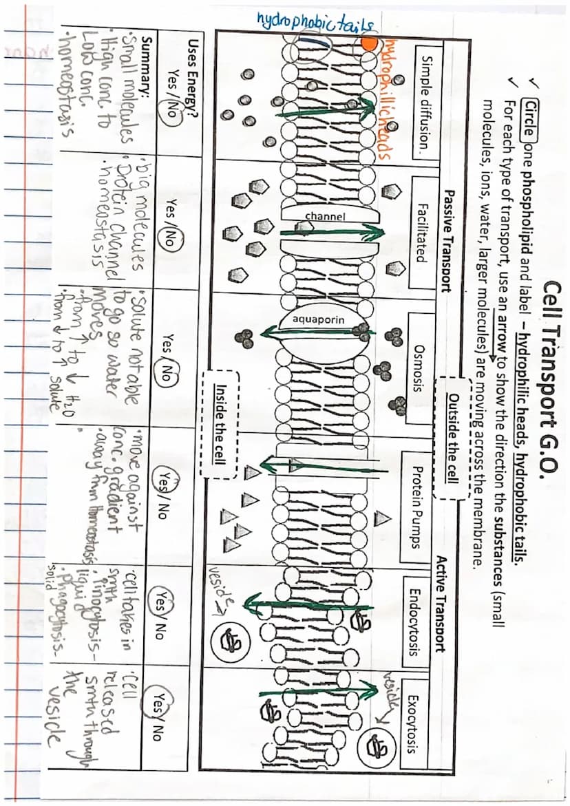 
<h2 id="advancedcelltransportedpuzzle">Advanced Cell Transport Edpuzzle</h2>
<p>The process of a solute being dissolved in a solvent is cal