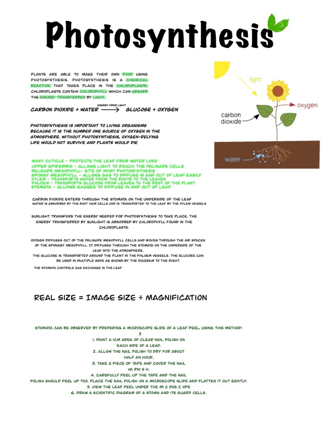 Photosynthesis
PLANTS ARE ABLE TO MAKE THEIR OWN FOOD USING
PHOTOSYNTHESIS. PHOTOSYNTHESIS IS A CHEMICAL
REACTION THAT TAKES PLACE IN THE CH