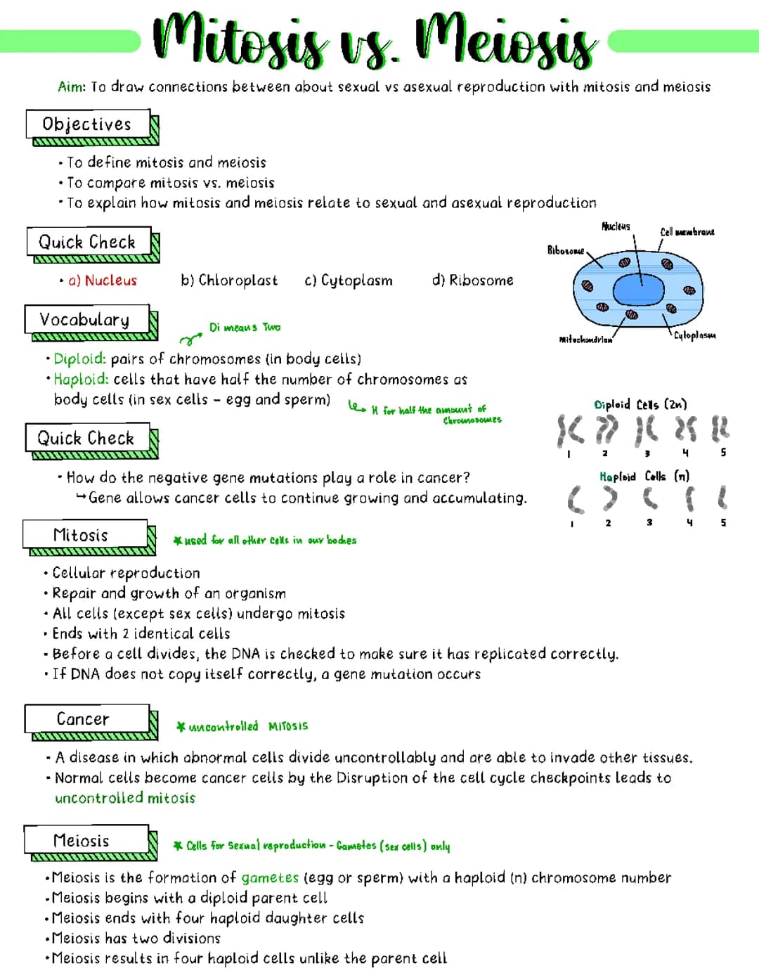 mitosis vs meiosis