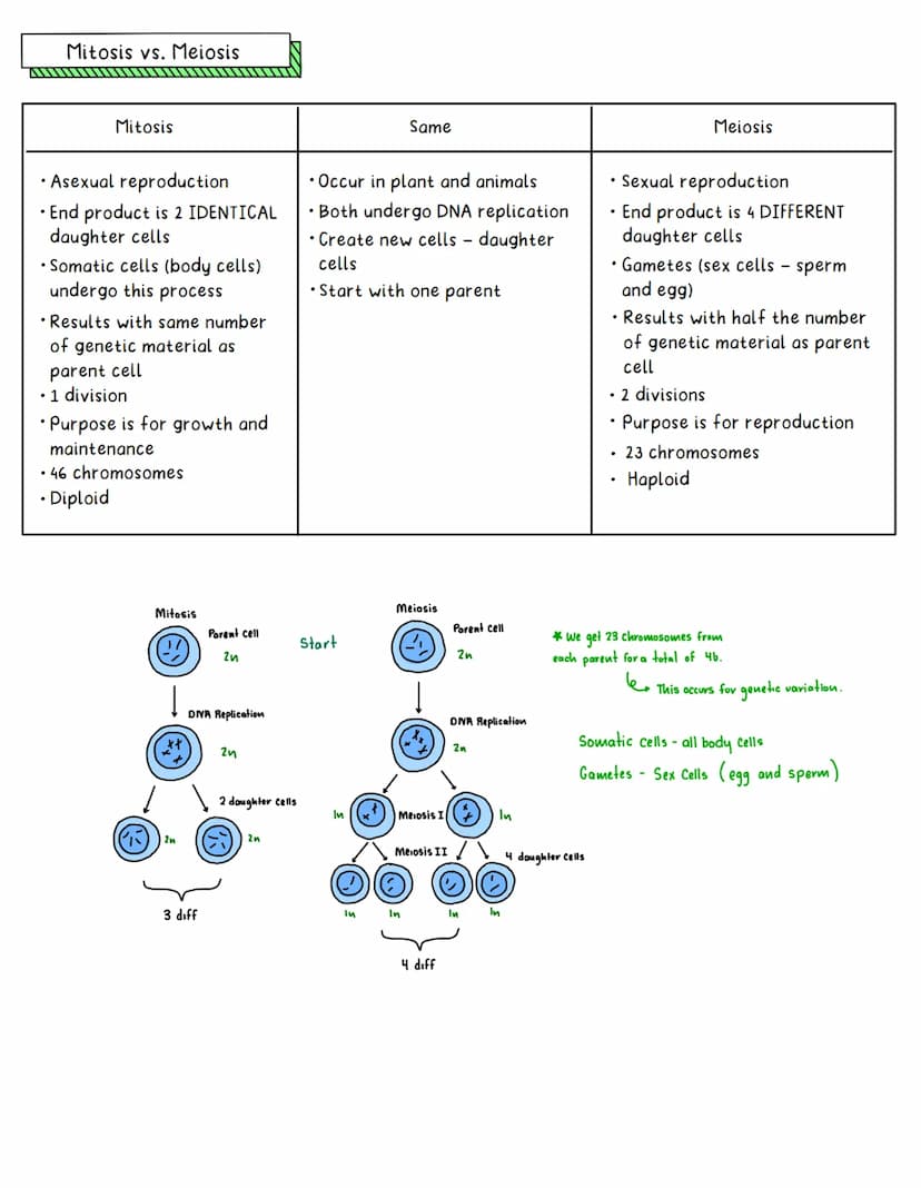 Mitosis vs. Meiosis
Aim: To draw connections between about sexual vs asexual reproduction with mitosis and meiosis
Objectives
• To define mi