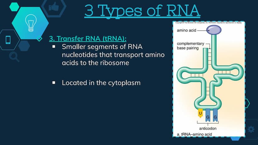 Initiation
RNA Polymerase II attaches to the promoter (start signal region) of
a gene
Transcription factors mediate the binding of RNA polym