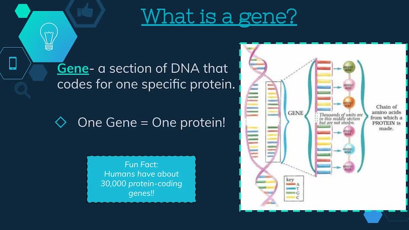 Initiation
RNA Polymerase II attaches to the promoter (start signal region) of
a gene
Transcription factors mediate the binding of RNA polym