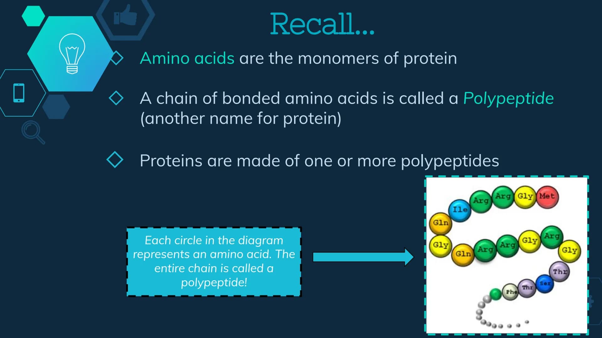 Initiation
RNA Polymerase II attaches to the promoter (start signal region) of
a gene
Transcription factors mediate the binding of RNA polym