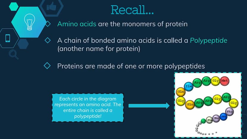 Initiation
RNA Polymerase II attaches to the promoter (start signal region) of
a gene
Transcription factors mediate the binding of RNA polym