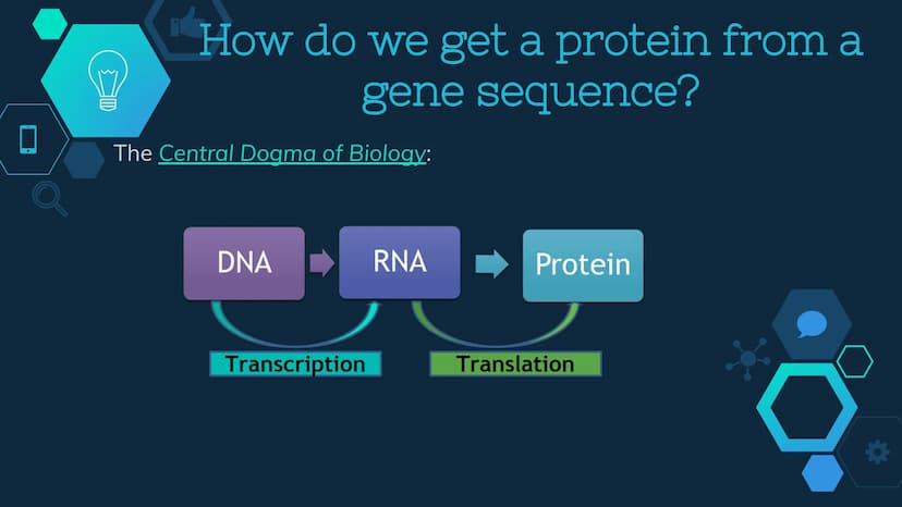 Initiation
RNA Polymerase II attaches to the promoter (start signal region) of
a gene
Transcription factors mediate the binding of RNA polym