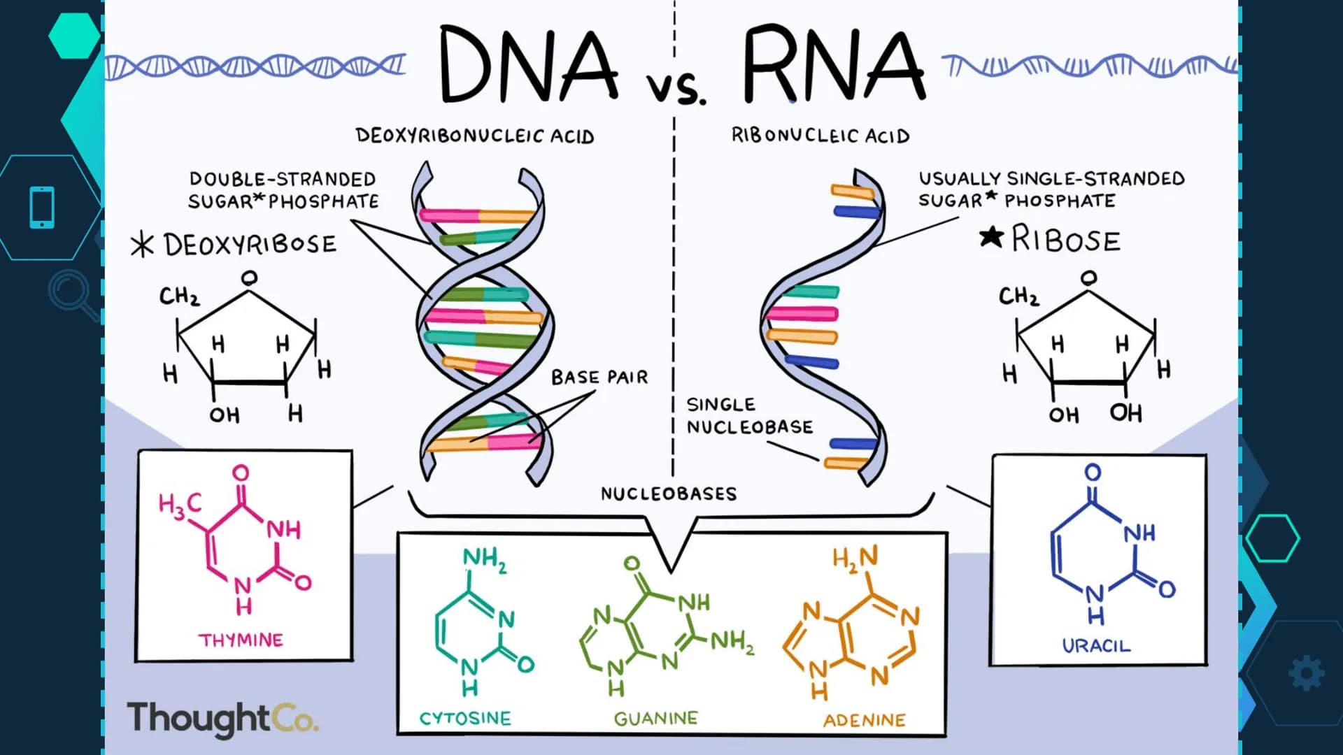 Initiation
RNA Polymerase II attaches to the promoter (start signal region) of
a gene
Transcription factors mediate the binding of RNA polym