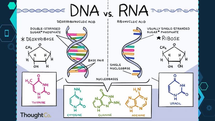 Initiation
RNA Polymerase II attaches to the promoter (start signal region) of
a gene
Transcription factors mediate the binding of RNA polym