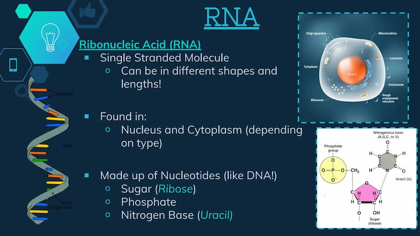 Initiation
RNA Polymerase II attaches to the promoter (start signal region) of
a gene
Transcription factors mediate the binding of RNA polym