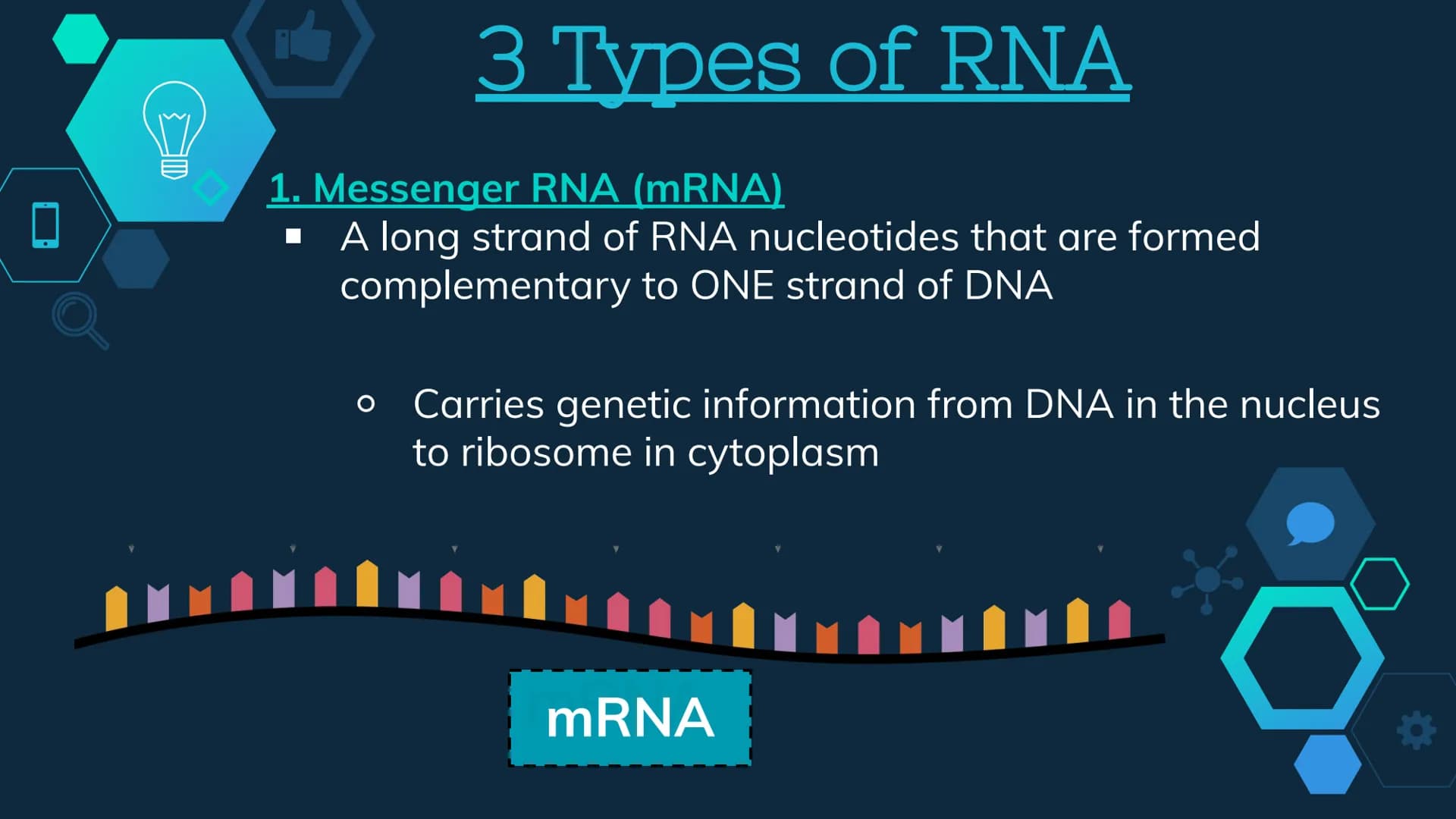 Initiation
RNA Polymerase II attaches to the promoter (start signal region) of
a gene
Transcription factors mediate the binding of RNA polym
