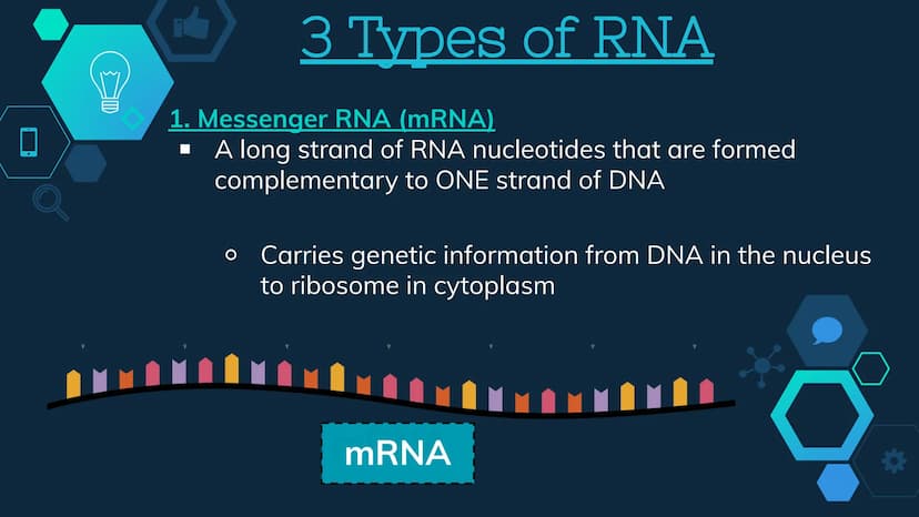 Initiation
RNA Polymerase II attaches to the promoter (start signal region) of
a gene
Transcription factors mediate the binding of RNA polym
