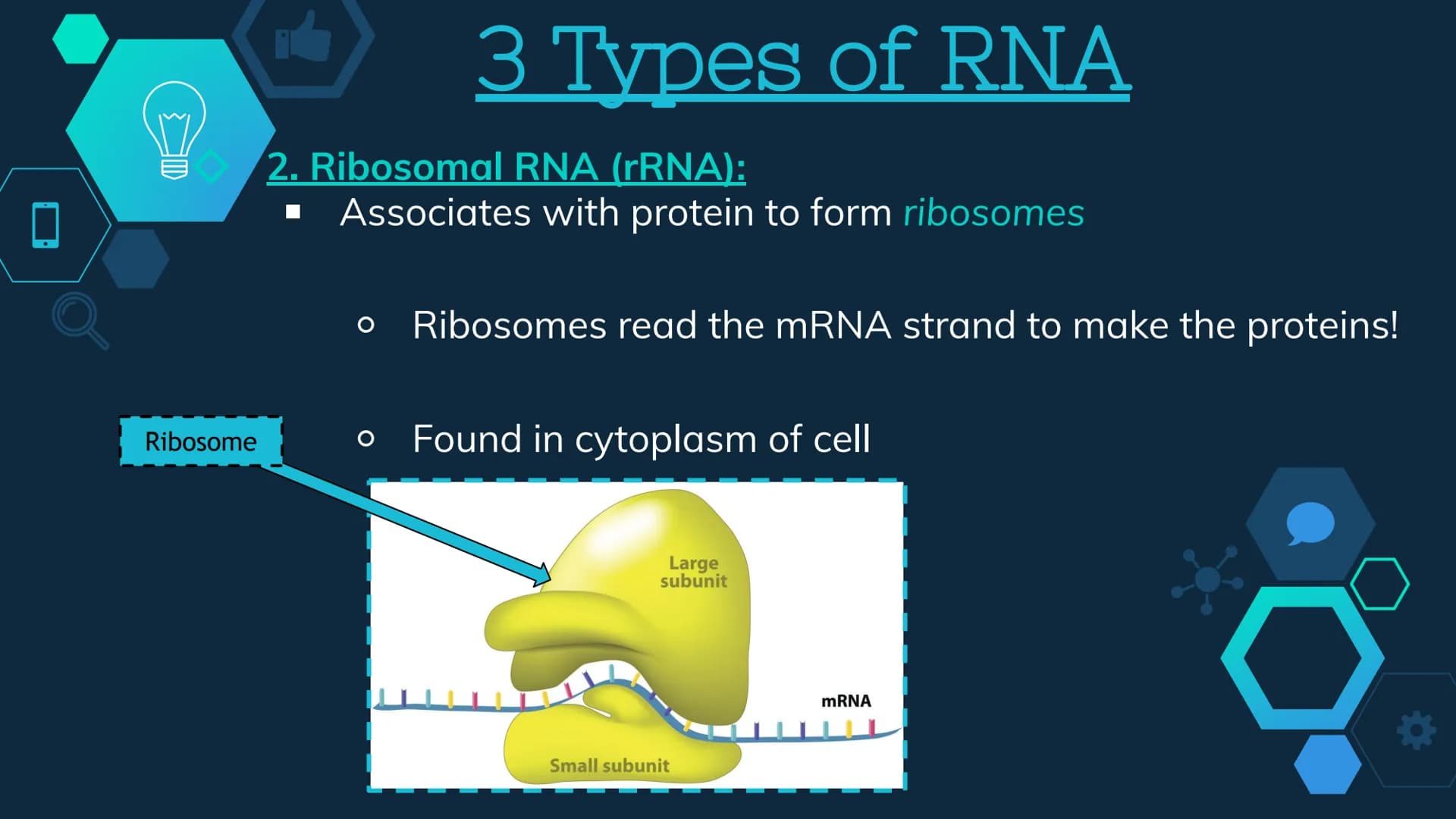 Initiation
RNA Polymerase II attaches to the promoter (start signal region) of
a gene
Transcription factors mediate the binding of RNA polym