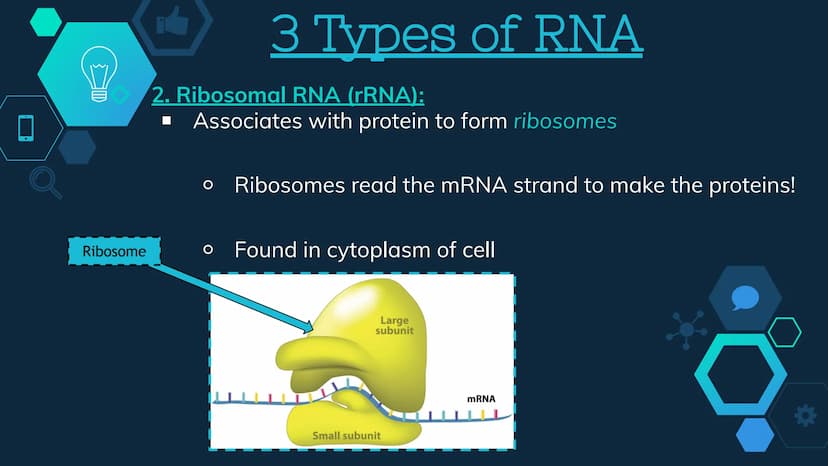 Initiation
RNA Polymerase II attaches to the promoter (start signal region) of
a gene
Transcription factors mediate the binding of RNA polym