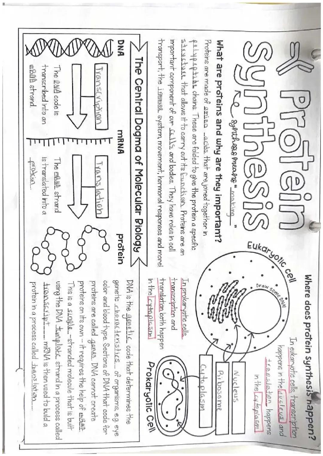 How Cells Make Proteins: Eukaryotic vs. Prokaryotic