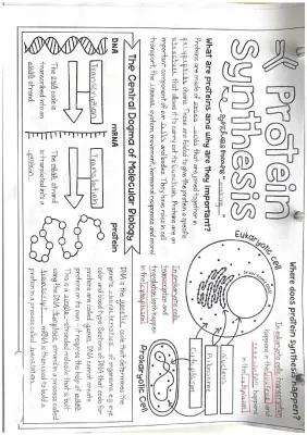 Know Protein Synthesis thumbnail