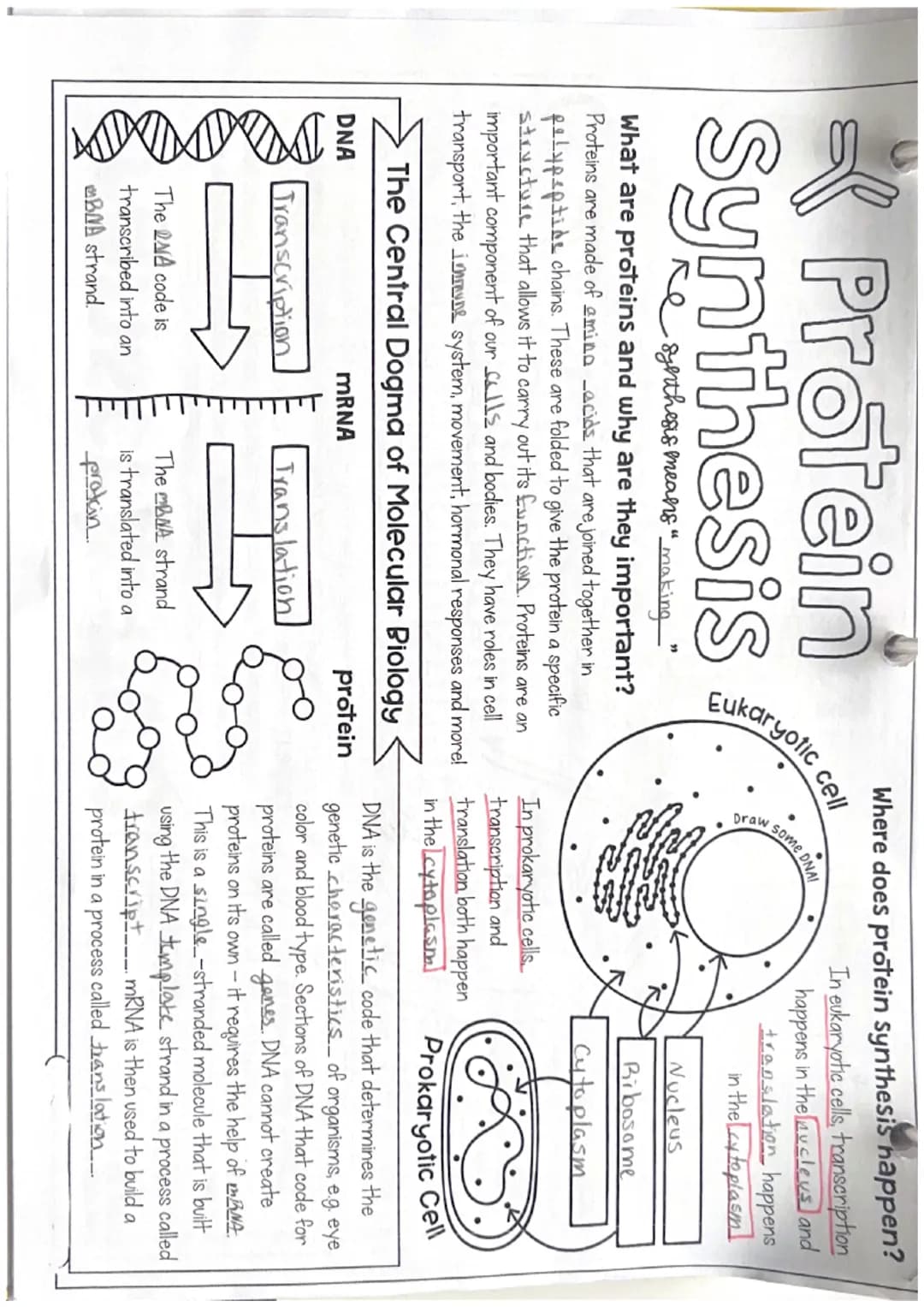Protein
Synthesis
re synthesis means",
"making "
What are proteins and why are they important?
Proteins are made of amino acids that are joi