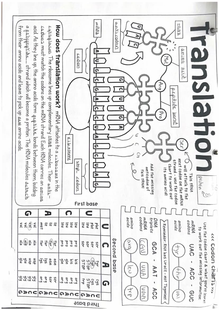 Protein
Synthesis
re synthesis means",
"making "
What are proteins and why are they important?
Proteins are made of amino acids that are joi