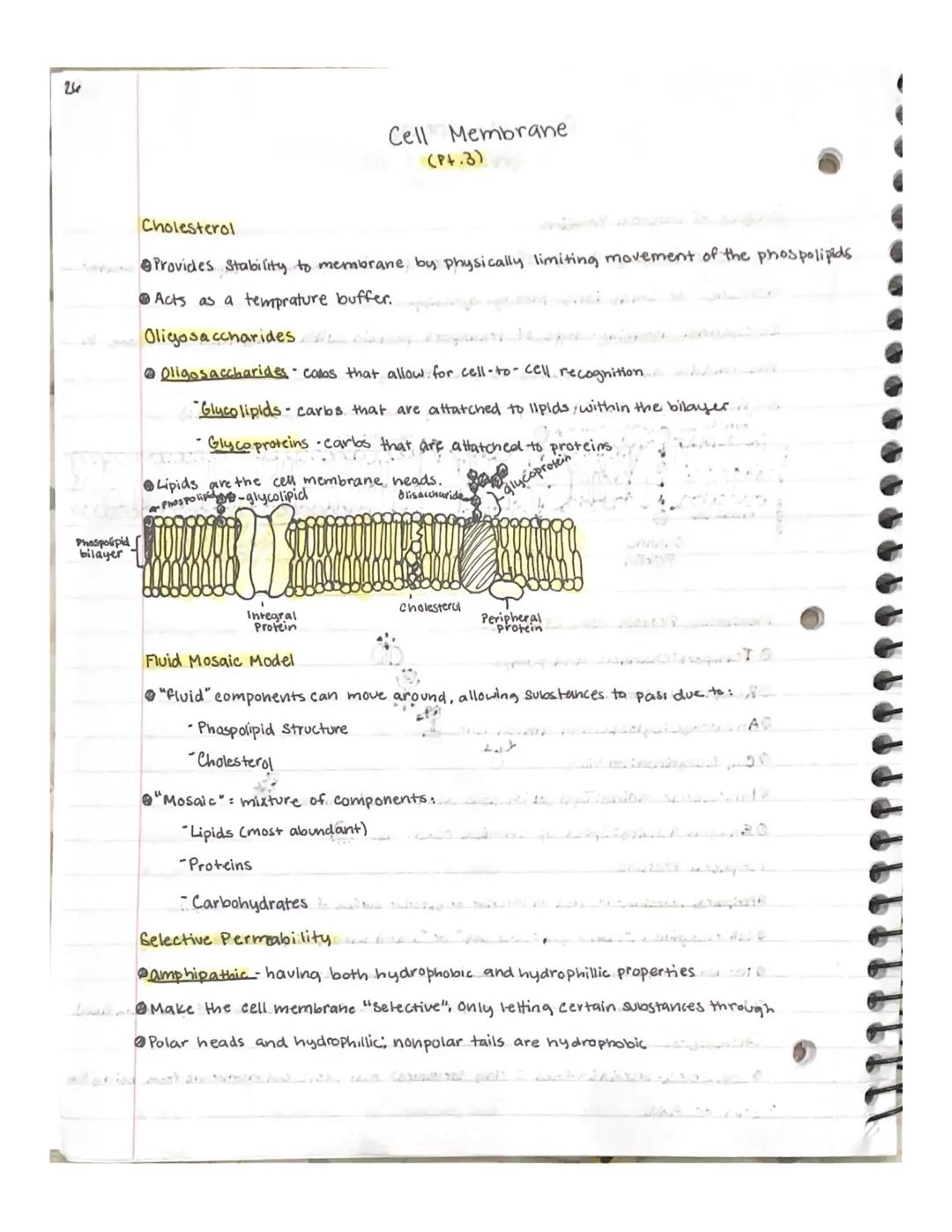 
<p>The cell membrane, also known as the plasma membrane or phospholipid bilayer, consists of two layers of phospholipids that surround all 