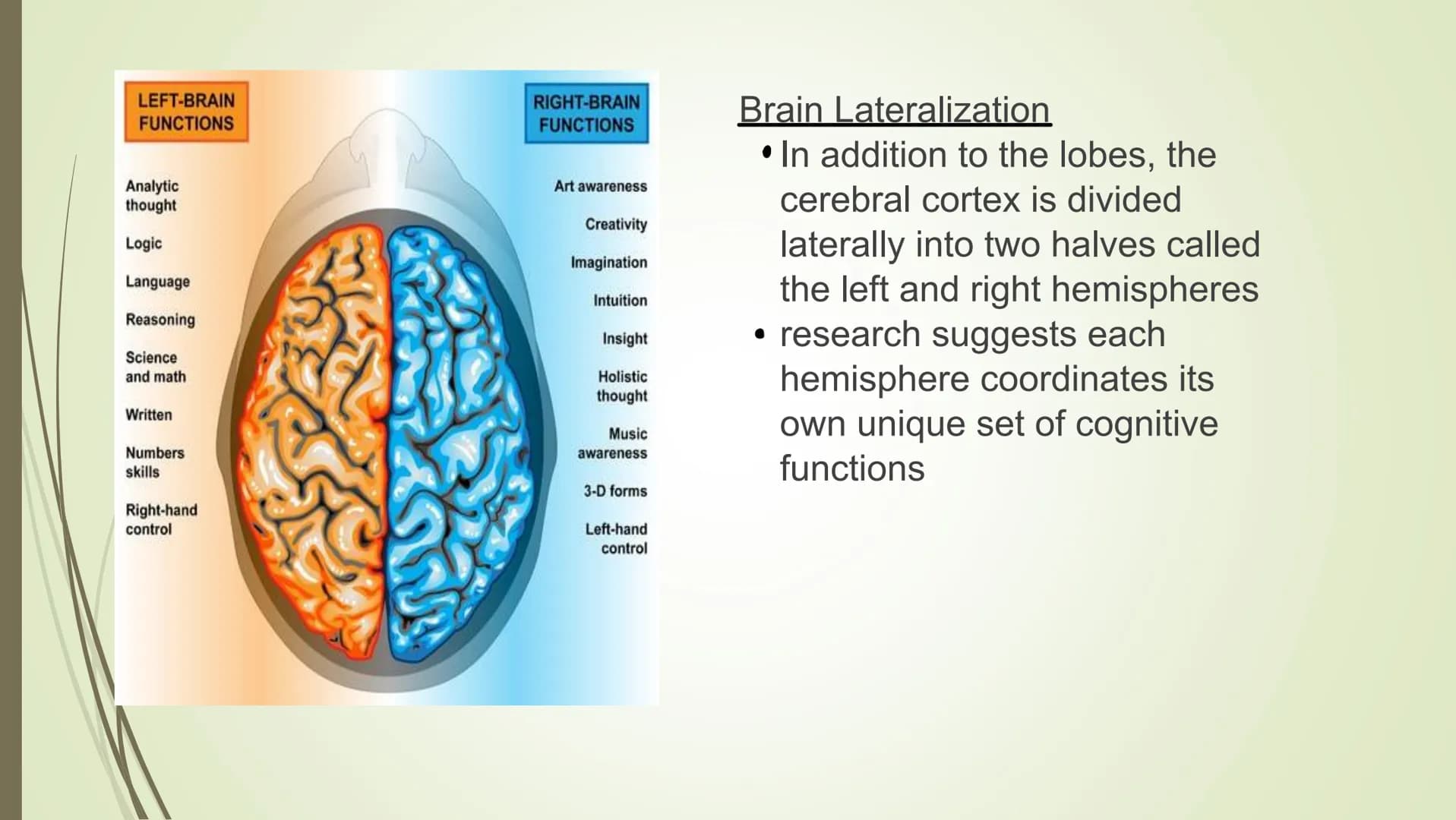 
<p>In psychology, brain lateralization refers to the theory that the cerebral cortex is divided laterally into two halves, known as the lef