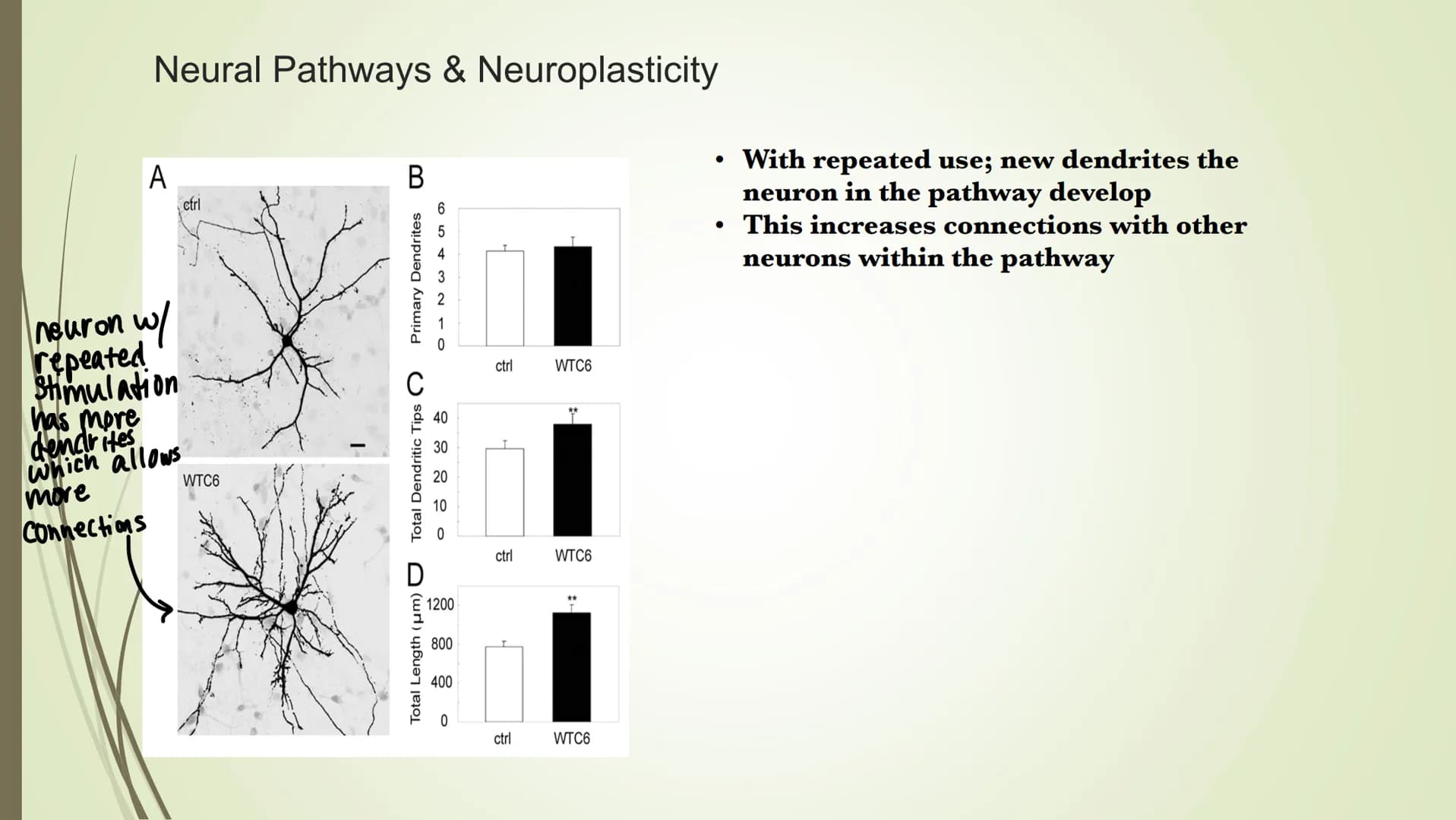 
<p>In psychology, brain lateralization refers to the theory that the cerebral cortex is divided laterally into two halves, known as the lef