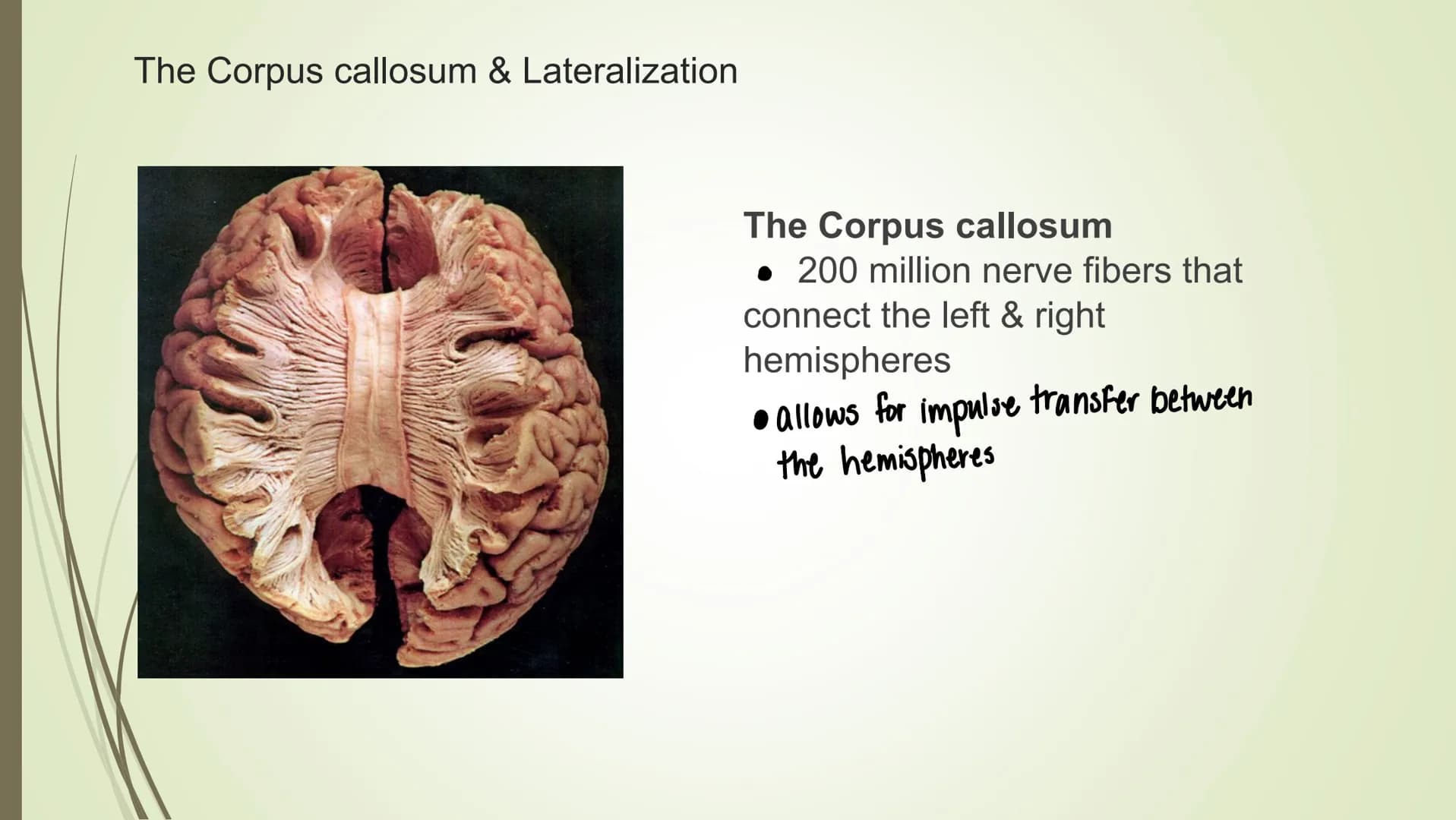 
<p>In psychology, brain lateralization refers to the theory that the cerebral cortex is divided laterally into two halves, known as the lef
