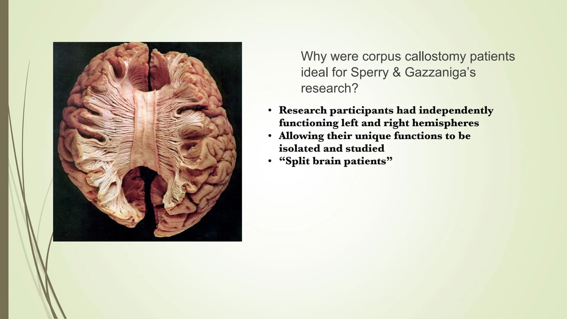 
<p>In psychology, brain lateralization refers to the theory that the cerebral cortex is divided laterally into two halves, known as the lef