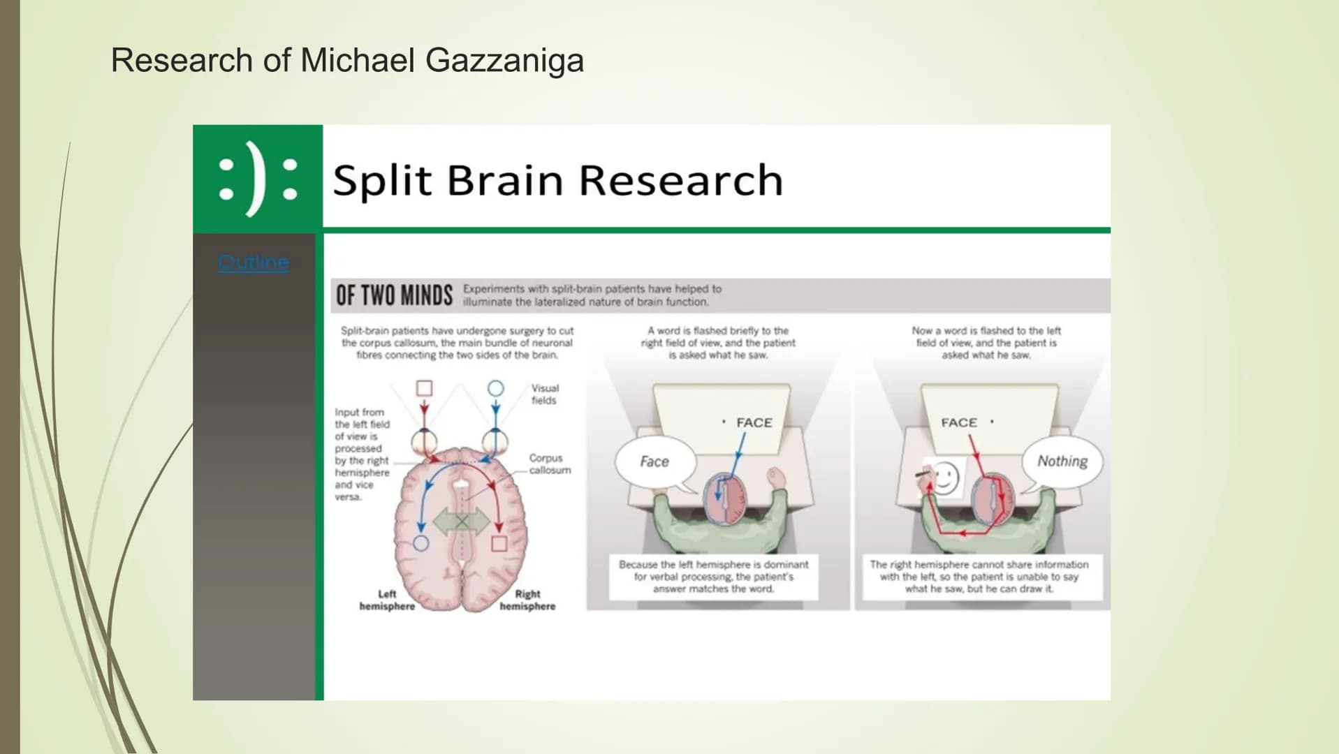 
<p>In psychology, brain lateralization refers to the theory that the cerebral cortex is divided laterally into two halves, known as the lef